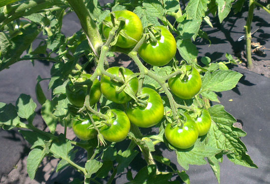 фото помидора с моего огорода