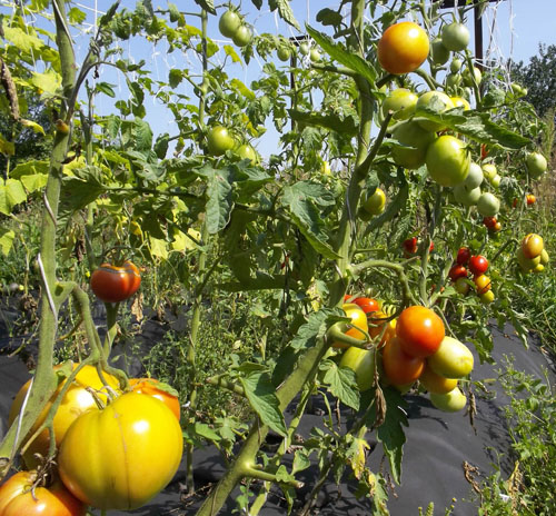 фото помидора с моего огорода