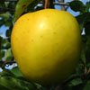 фото яблони голден резистент