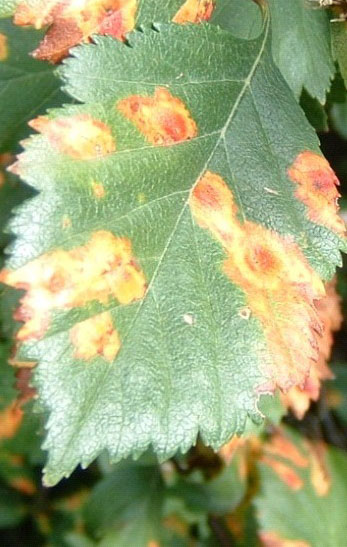 фото болезни листьев