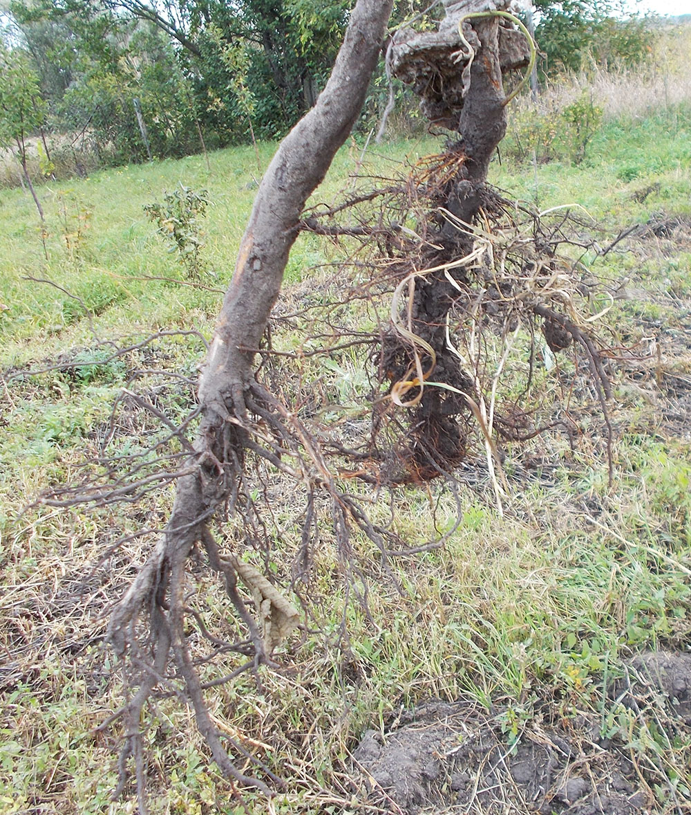 фото корни дерева в моем саду