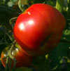 фото помидоров