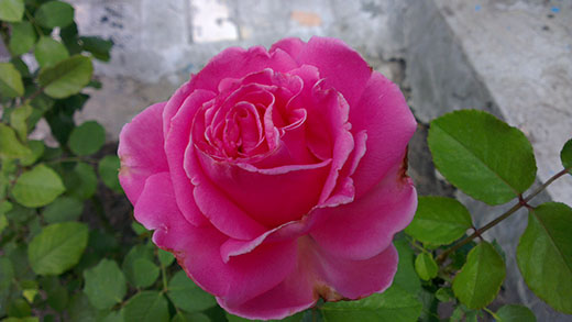розы в моем саду