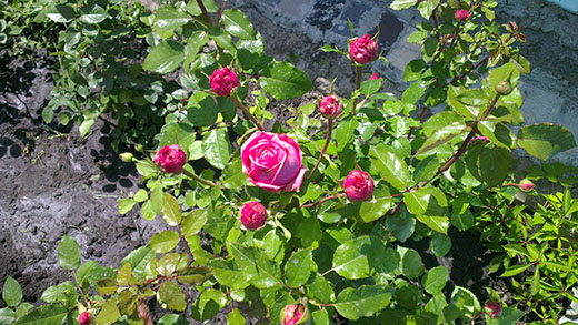 розы в моем саду