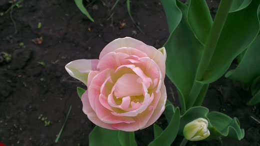тюльпаны в моем саду