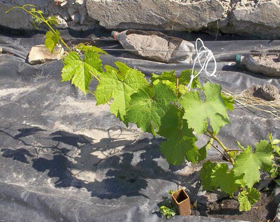 фото винограда Коринка русская на моем огороде