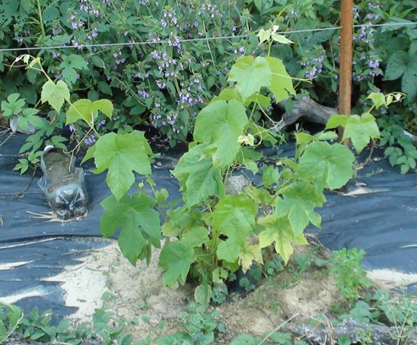 фото винограда Спартанец на моем огороде