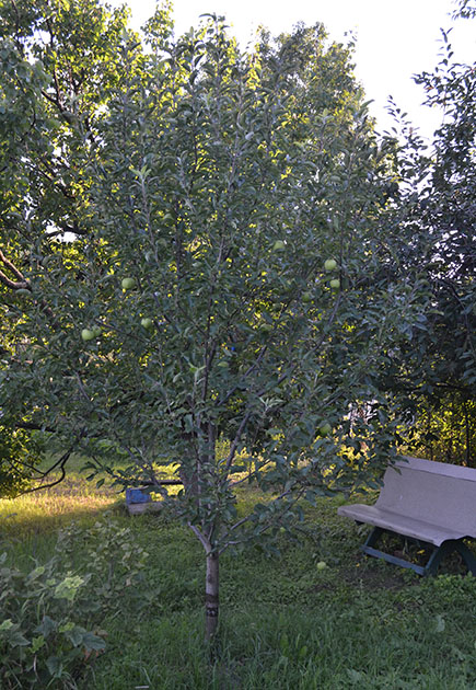 фото яблони в моем саду