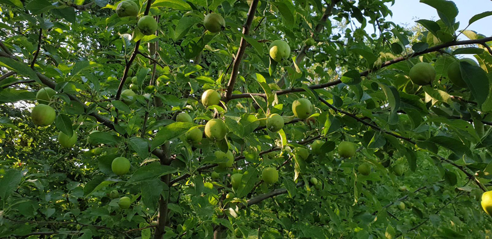 фото яблони голден делишес в моем саду