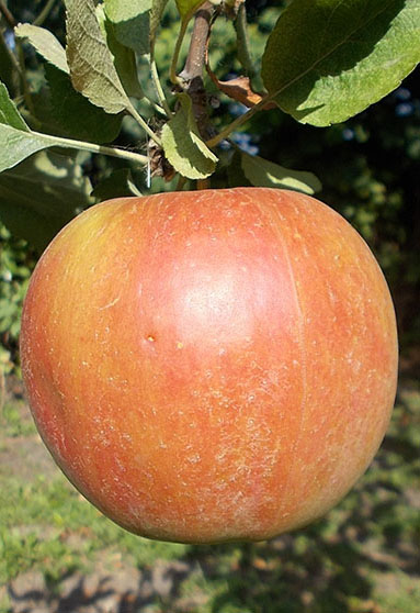 фото яблони Лигол в моем саду