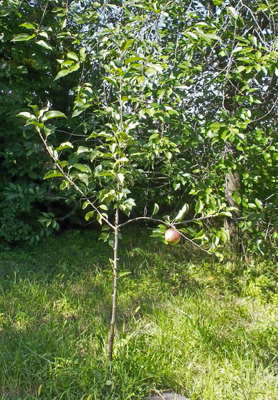 фото яблони Лигол в моем саду