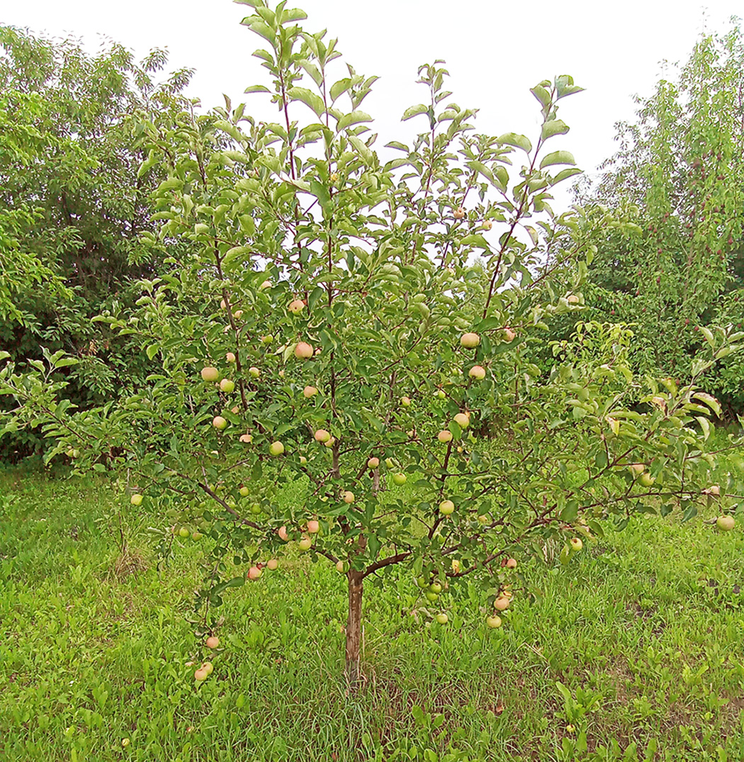 фото яблони в моем саду