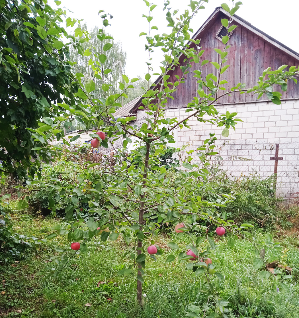 фото яблони Слава победителям в моем саду