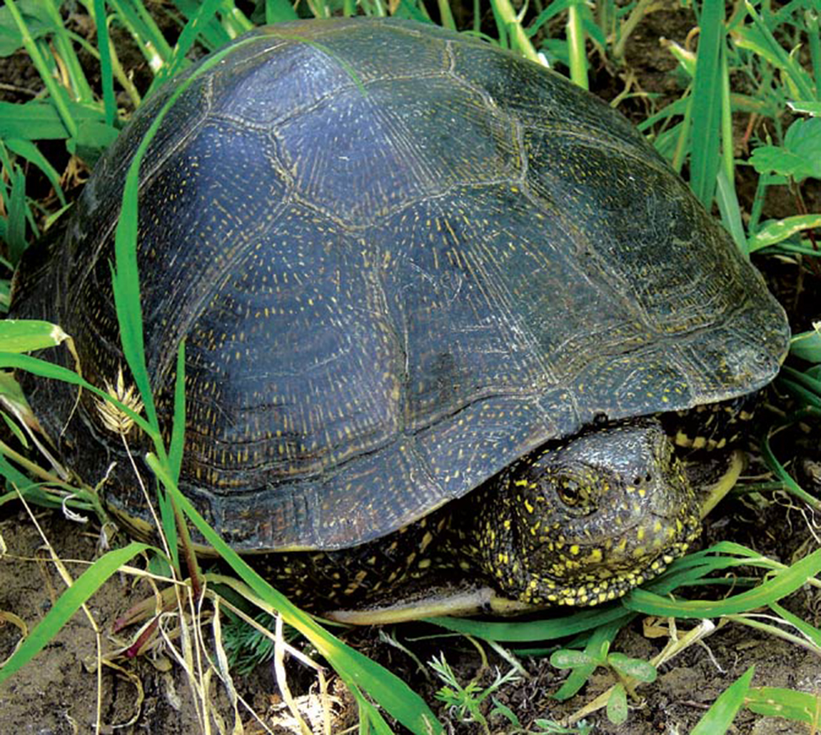 фото болотной черепахи