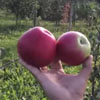 фото яблони лигол