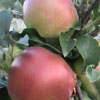 фото яблони лигол