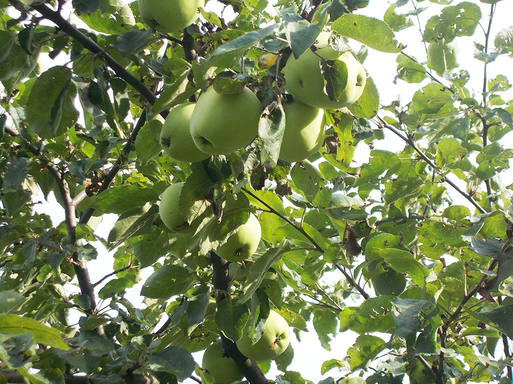 фото яблоки в моем саду