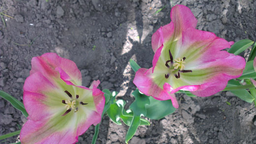 тюльпаны в моем саду