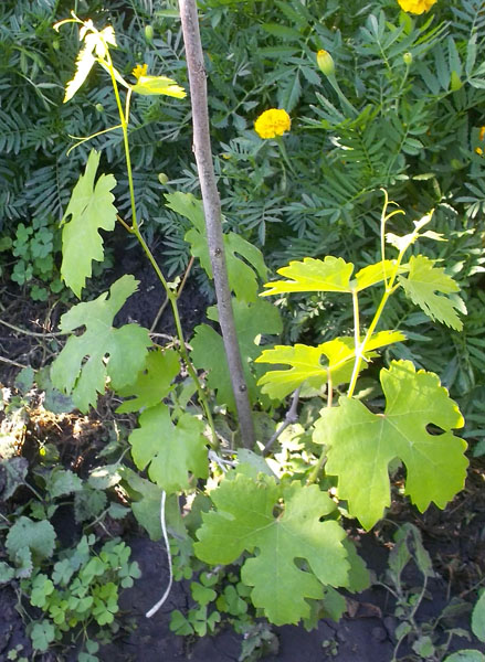фото винограда Талисман (Кеша-1) на моем огороде