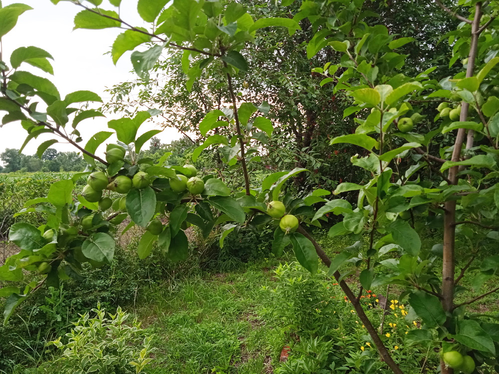 фото яблони Амулет в моем саду
