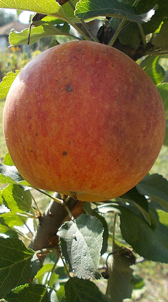фото яблони Деличия в моем саду